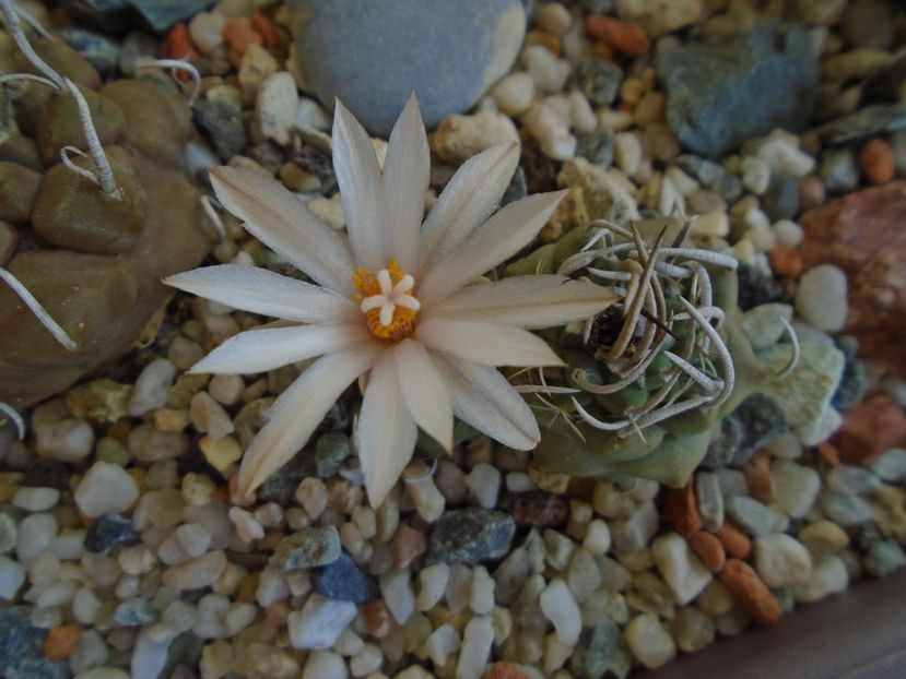 Turbinicarpus klinkerianus - Cactusi 2019 bis bis