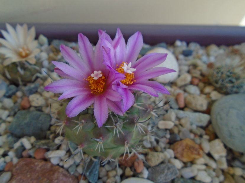 Turbinicarpus viereckii - Cactusi 2019 bis bis