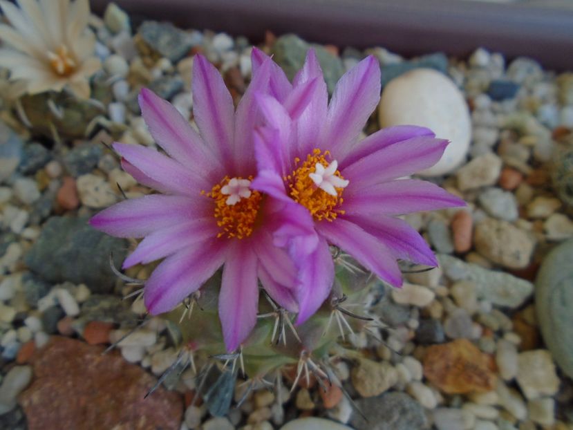 Turbinicarpus viereckii - Cactusi 2019 bis bis