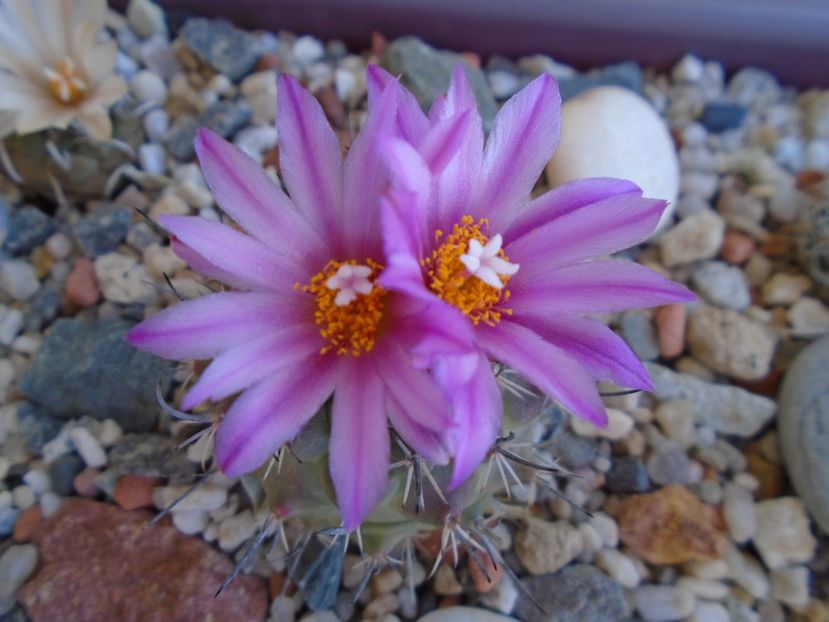 Turbinicarpus viereckii - Cactusi 2019 bis bis