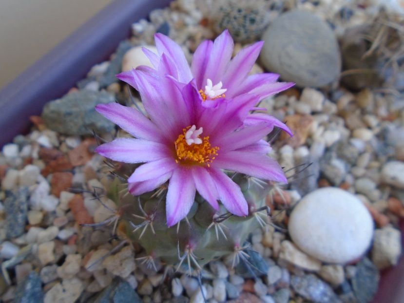 Turbinicarpus viereckii - Cactusi 2019 bis bis