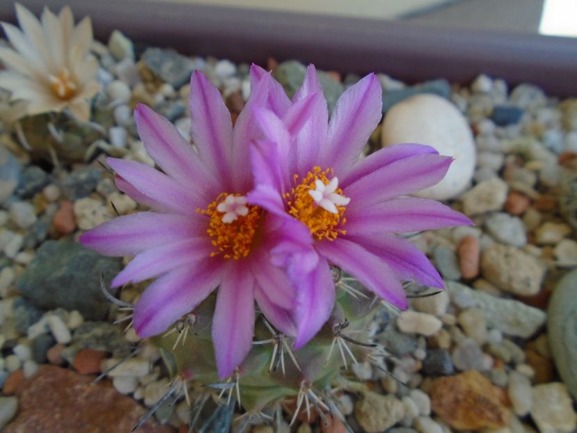 Turbinicarpus viereckii - Cactusi 2019 bis bis