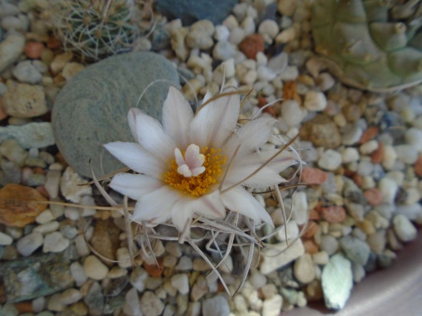 Turbinicarpus macrochele v. kupcakii - Cactusi 2019 bis bis