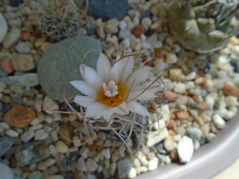 Turbinicarpus macrochele v. kupcakii - Cactusi 2019 bis bis