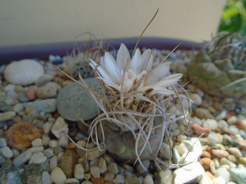 Turbinicarpus macrochele v. kupcakii - Cactusi 2019 bis bis