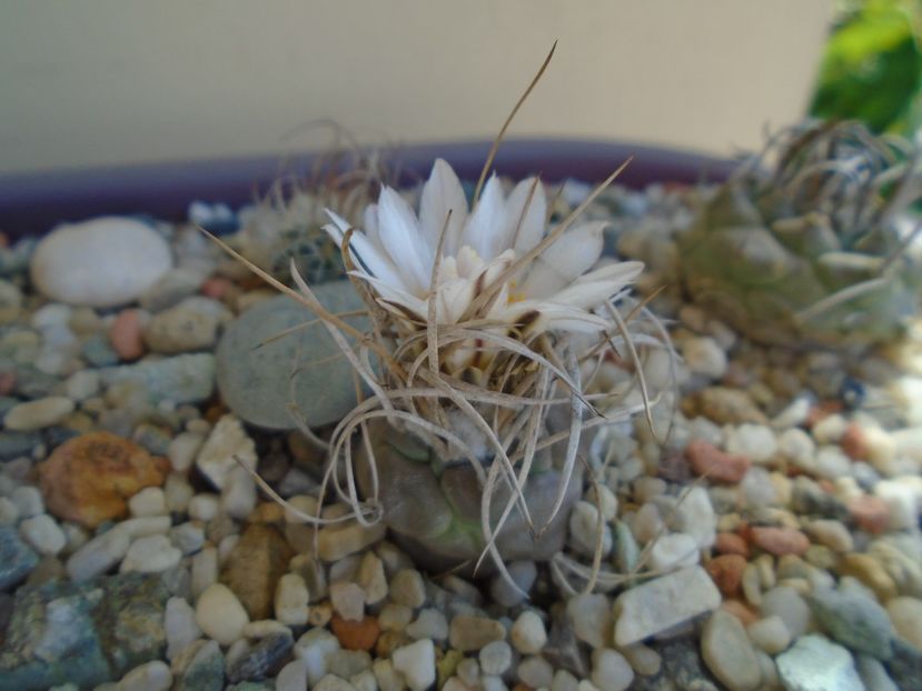 Turbinicarpus macrochele v. kupcakii - Cactusi 2019 bis bis