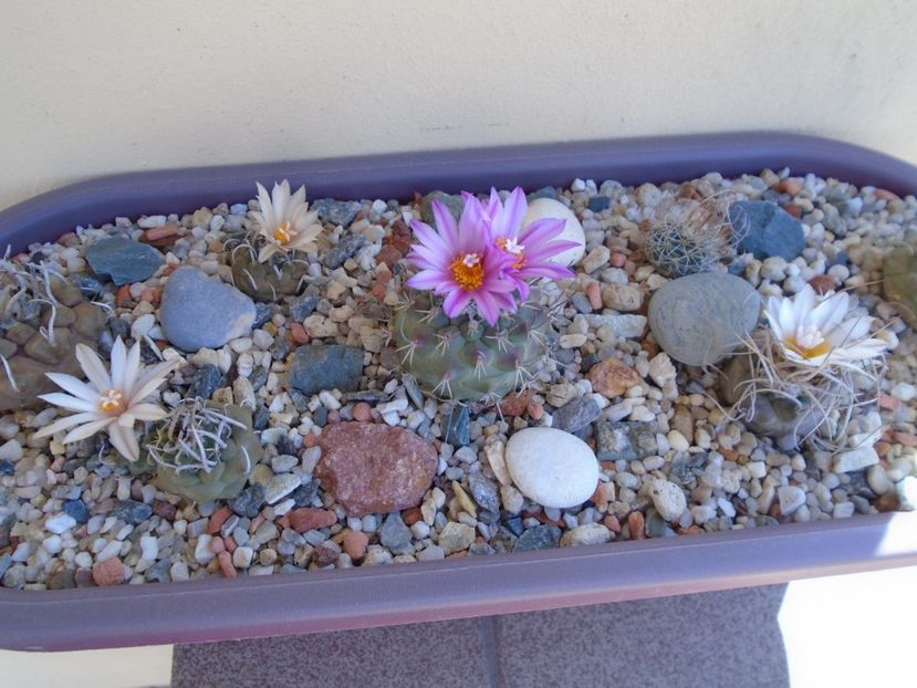 Grup de 7 Turbinicarpus - Cactusi 2019 bis bis