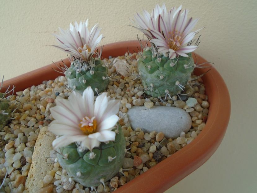 Grup de 3 Turbinicarpus hb. - Cactusi 2019 bis bis