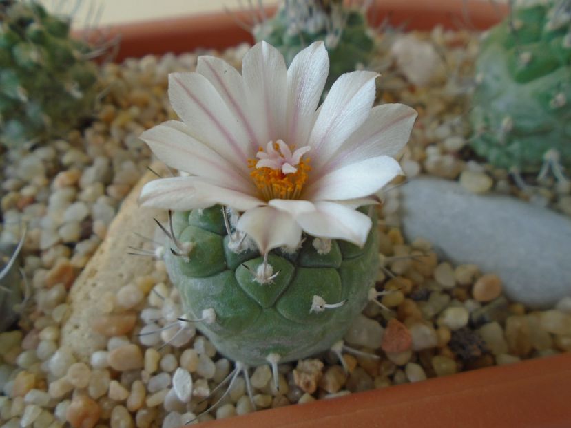 Turbinicarpus hb. - Cactusi 2019 bis bis