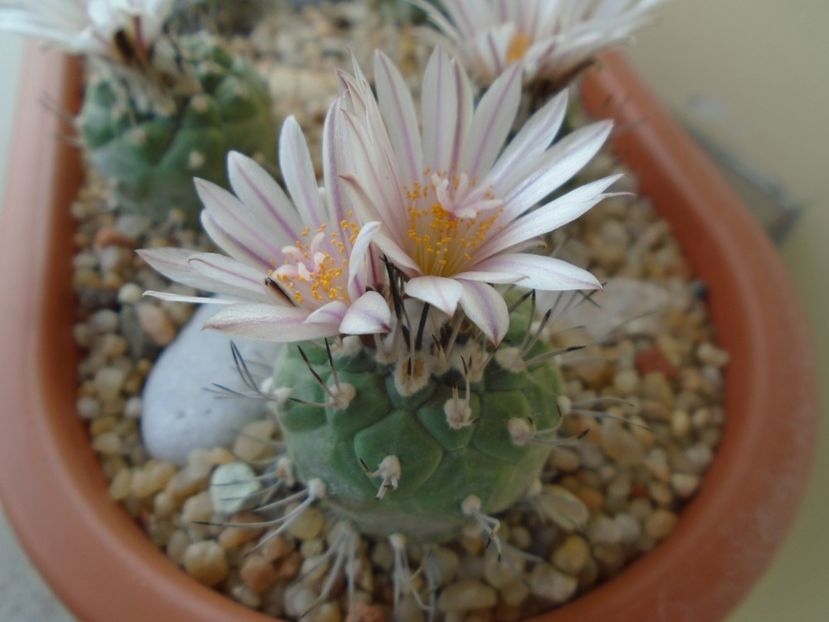 Turbinicarpus hb. - Cactusi 2019 bis bis