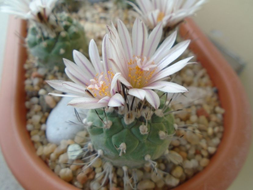 Turbinicarpus hb. - Cactusi 2019 bis bis