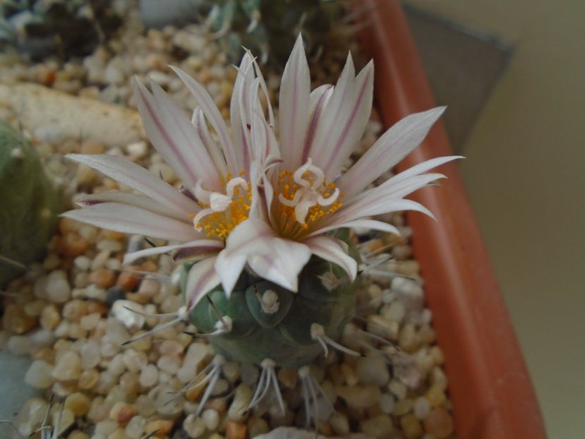 Turbinicarpus hb. - Cactusi 2019 bis bis