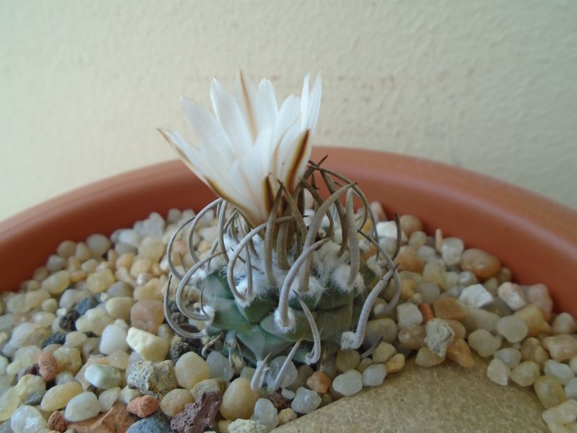 Turbinicarpus klinkerianus - Cactusi 2019 bis bis