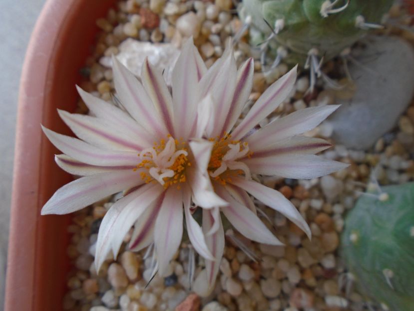 Turbinicarpus hb. - Cactusi 2019 bis bis