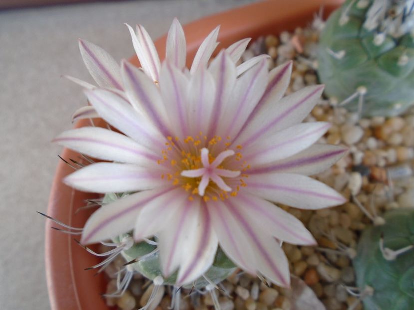 Turbinicarpus hb. - Cactusi 2019 bis bis