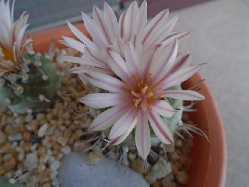 Turbinicarpus hb. - Cactusi 2019 bis bis