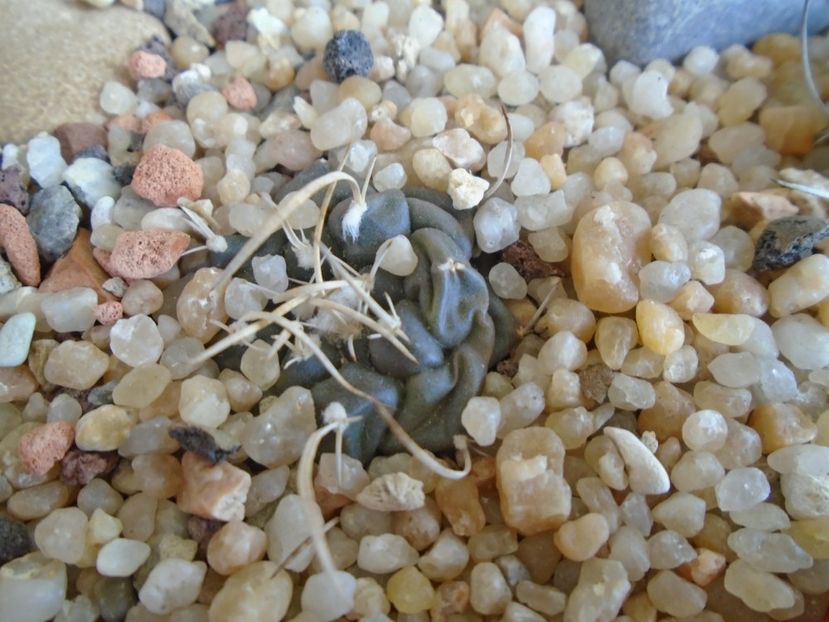 Turbinicarpus bonatzii - Cactusi 2019 bis bis
