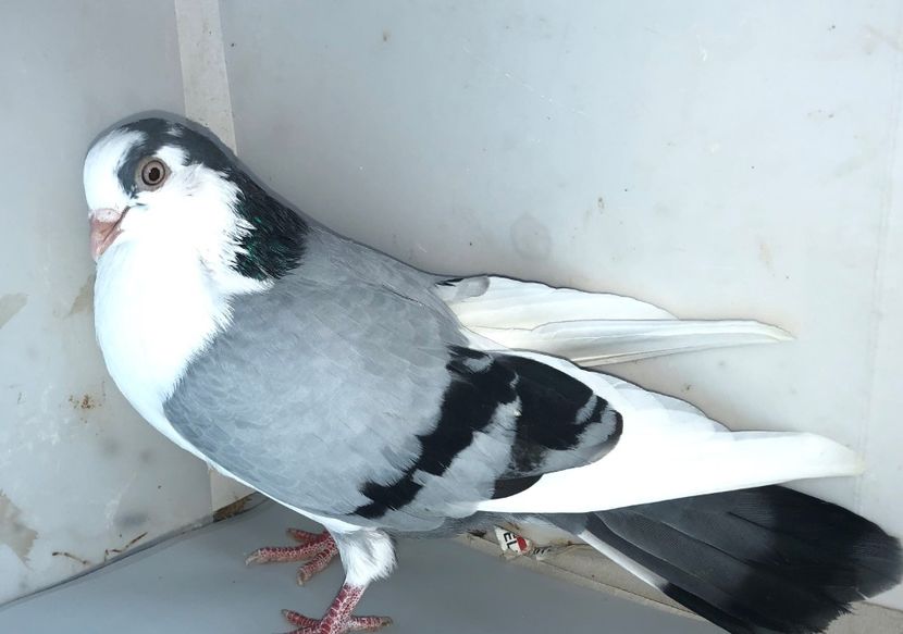 6999  mascul  2019_2 - tineret 2019