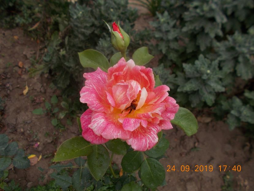  - TRANDAFIRI 2019-2