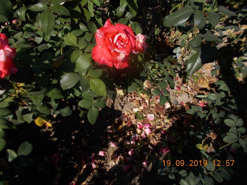  - TRANDAFIRI 2019-2