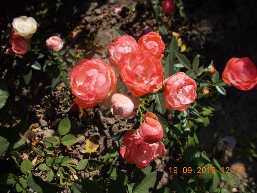  - TRANDAFIRI 2019-2