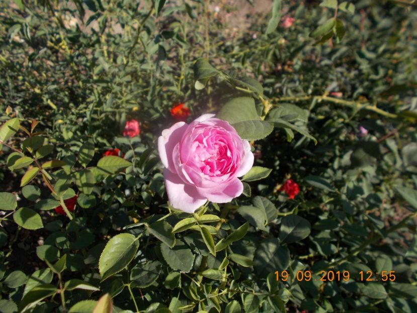  - TRANDAFIRI 2019-2