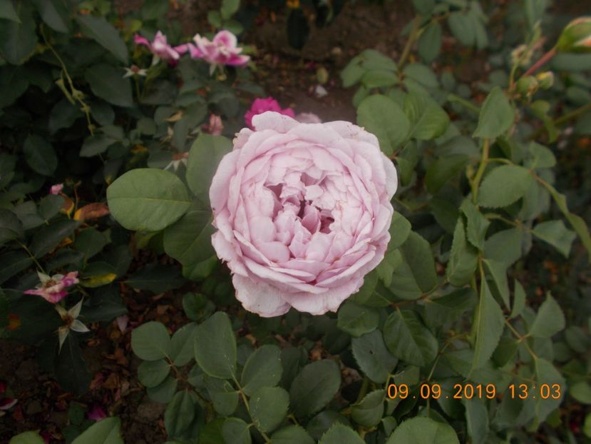  - TRANDAFIRI 2019-2