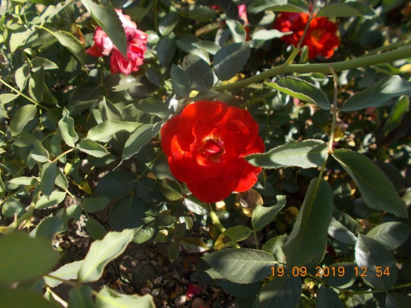  - TRANDAFIRI 2019-2