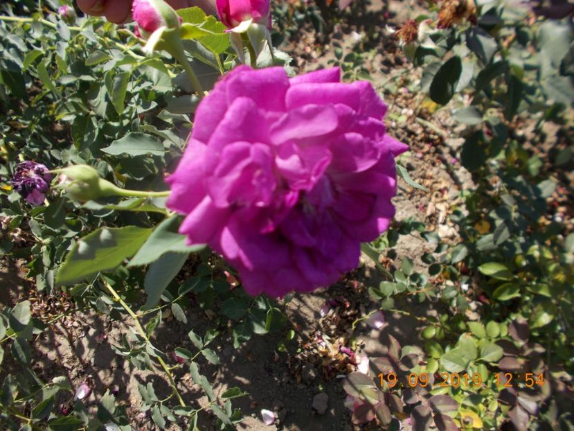  - TRANDAFIRI 2019-2