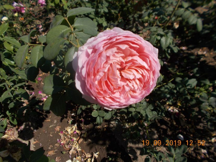  - TRANDAFIRI 2019-2