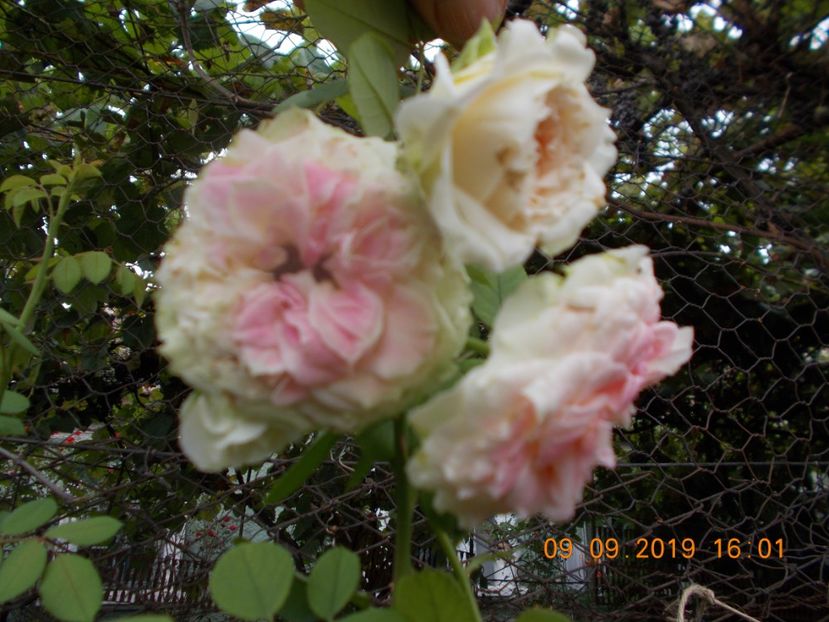  - TRANDAFIRI 2019-2