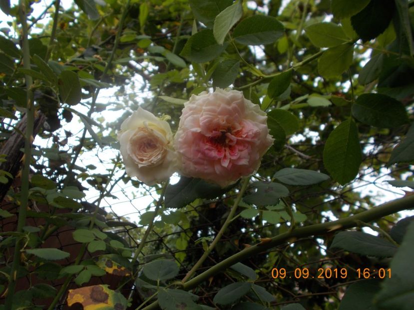  - TRANDAFIRI 2019-2