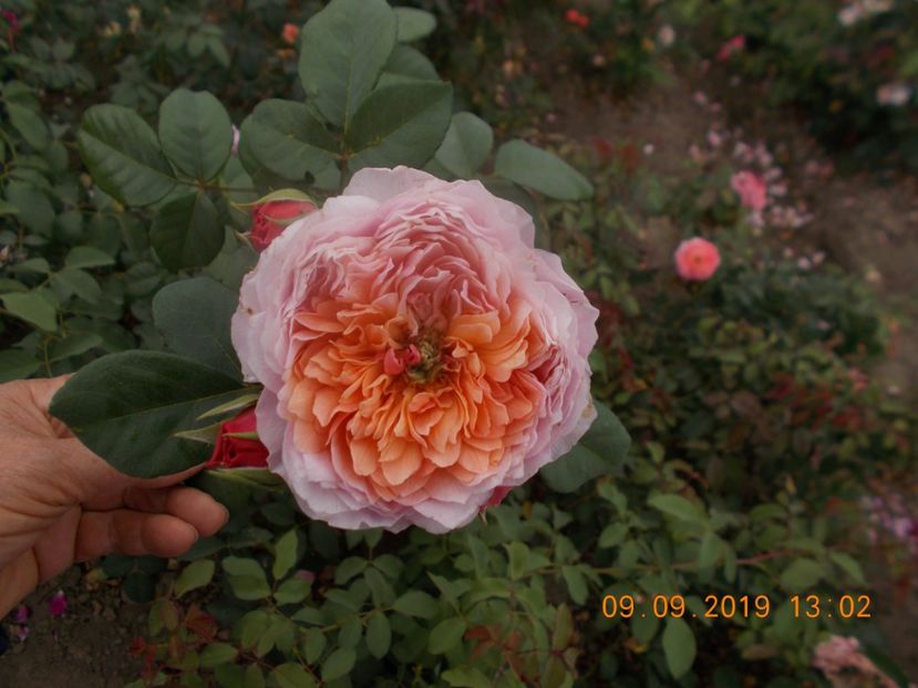  - TRANDAFIRI 2019-2