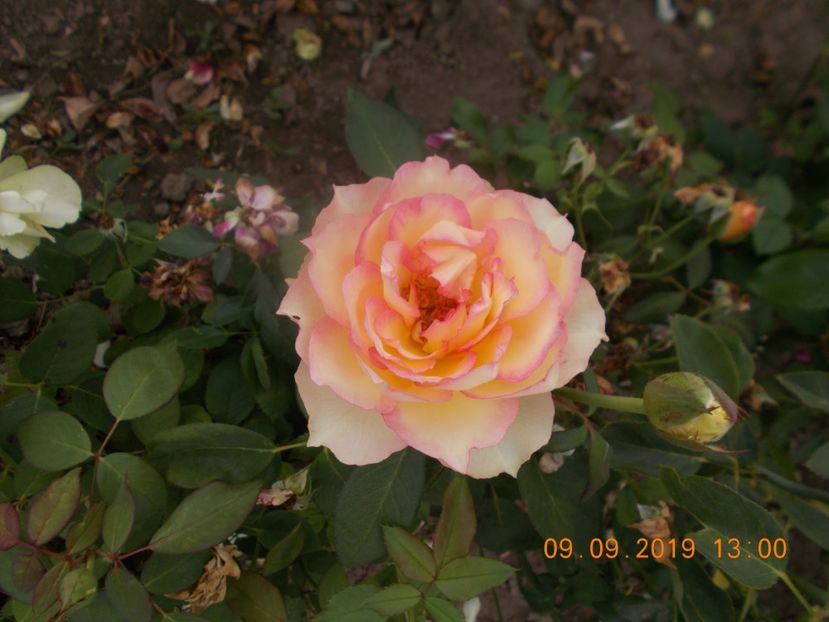  - TRANDAFIRI 2019-2