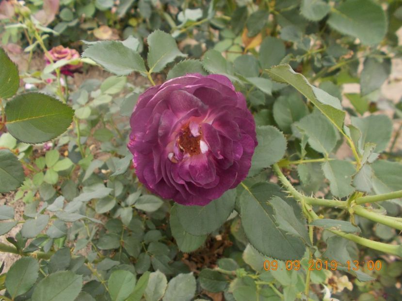  - TRANDAFIRI 2019-2