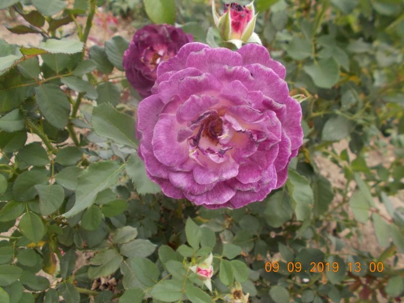  - TRANDAFIRI 2019-2