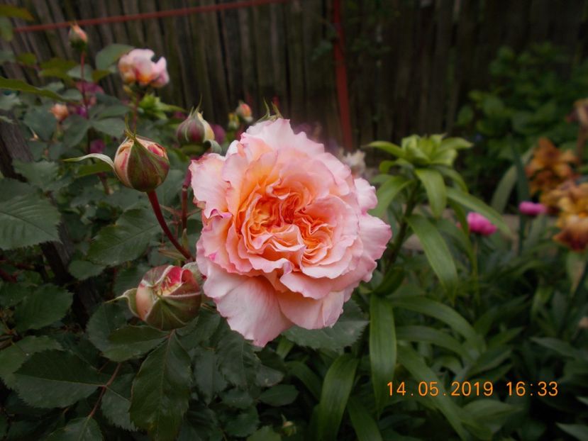  - TRANDAFIRI 2019-2