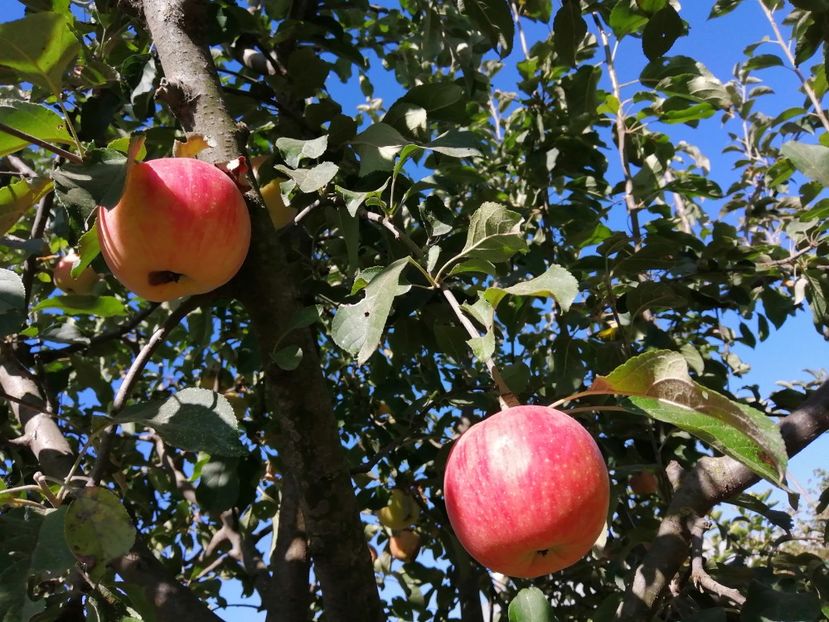  - Gradina cu legume-2017-acasa recolte 2018 - 2023