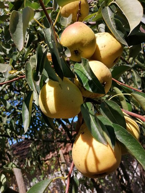  - Gradina cu legume-2017-acasa recolte 2018 - 2023