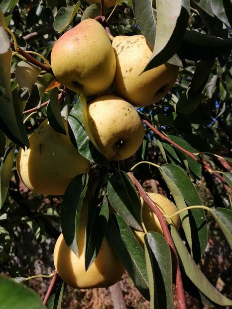  - Gradina cu legume-2017-acasa recolte 2018 - 2023