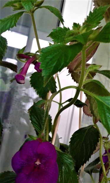 20190925_083800-3 - JENNIFER GOODE