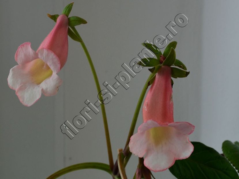 Sinningia Luci s Pink Coral - GLOXINIA_SINNINGIA - Hibrizii mei -My hybrids