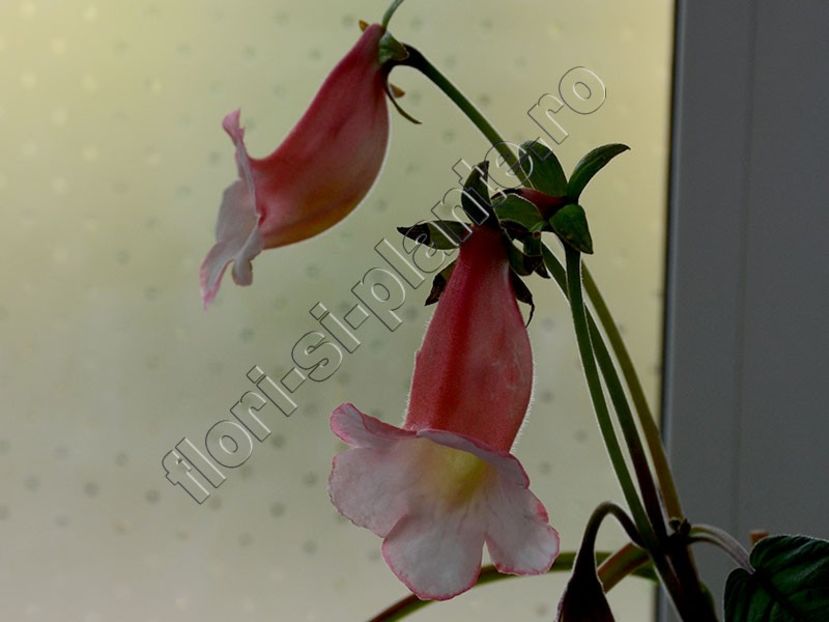 Sinningia Luci s Pink Coral - GLOXINIA_SINNINGIA - Hibrizii mei -My hybrids