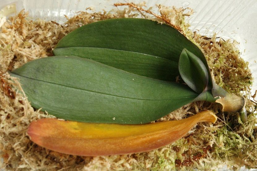 25.09.19 - 4 Putrezire radacini