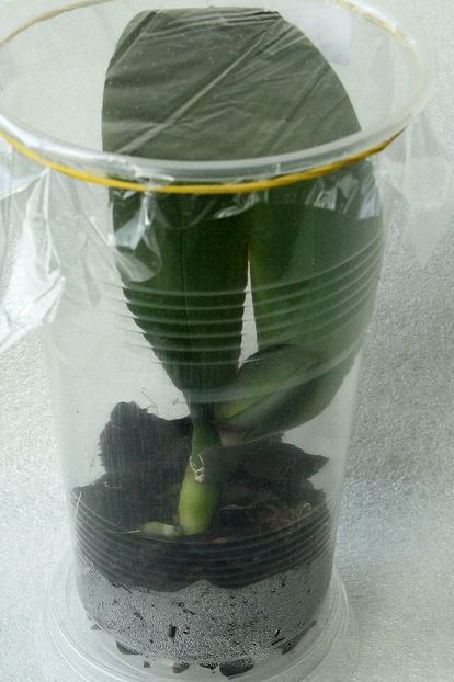 25.09.19 - 4 Putrezire radacini