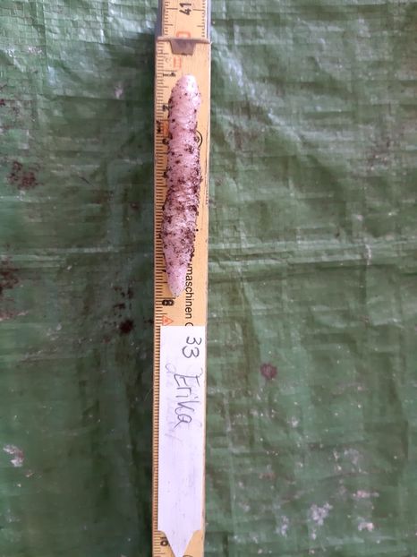 BriD’s Erika - Achi din semințe BriDs 2018