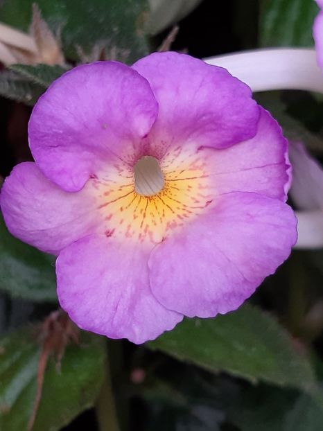 BriD’s Liora - Achi din semințe BriDs 2018