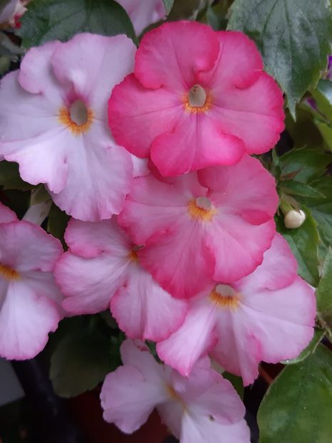 BriD’s Gwindi - Achi din semințe BriDs 2018