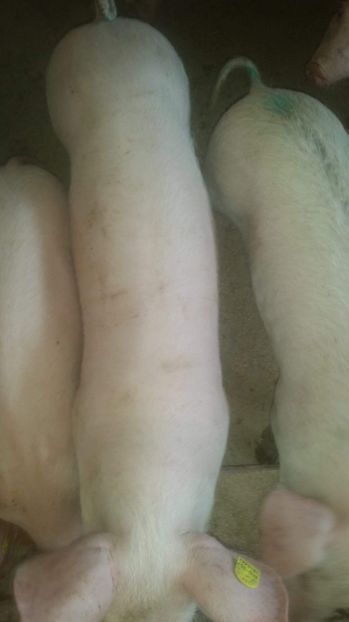 received_466995717223406 - Soldani