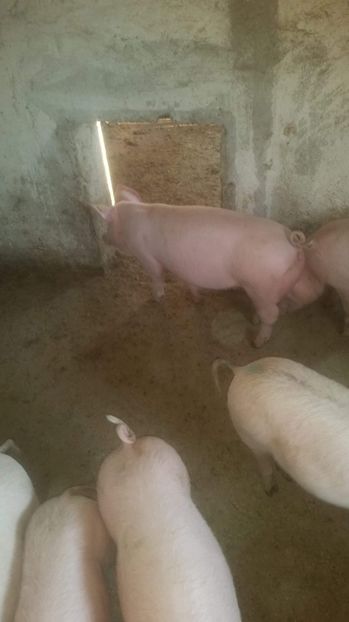 received_703209480182813 - Soldani